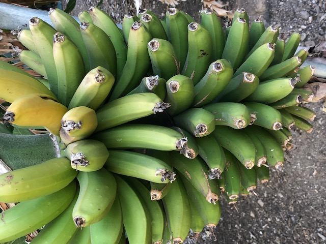 BunchofBananas